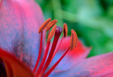 Güzel doğa. Ufuk manzaralı. Bitki ve deniz