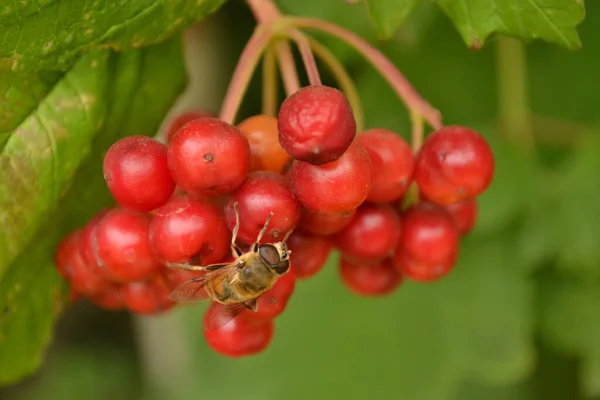 Güzel doğa. Ufuk manzaralı. Bitki ve deniz