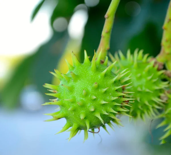 Güzel doğa. Ufuk manzaralı. Bitki ve deniz