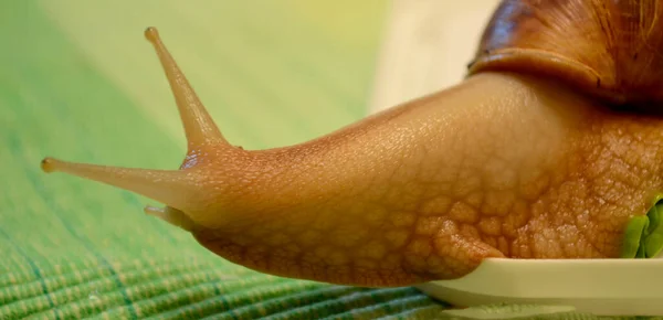 Achatina salyangozu. Masada sürünüyor.