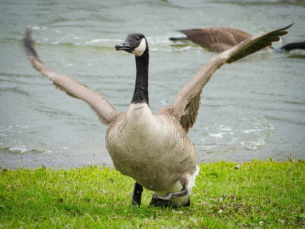 Flapping Ganso Parque — Foto de Stock