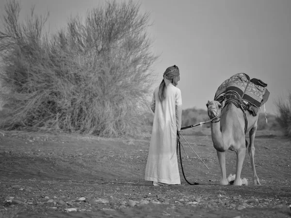 Velbloud Poušti Oman — Stock fotografie