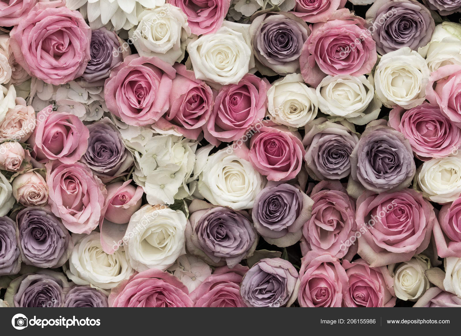 Những bông hoa hồng màu tím hồng tím trắng đang chờ bạn khám phá! Hãy xem hình nền đẹp này và tận hưởng vẻ đẹp của những bông hoa tuyệt đẹp này.