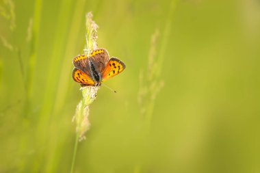 Küçük bakır (Lycaena phlaeas) kelebek