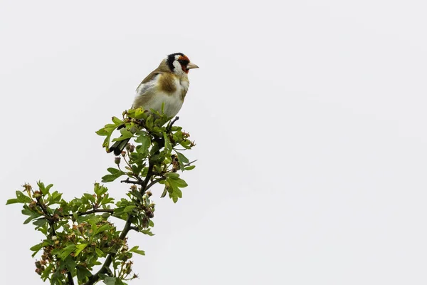 Goldfinch Perched Tree — Stock Photo, Image