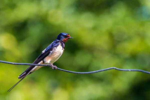 Bird Wire Swallow Hirundo Rustica — Stock Photo, Image