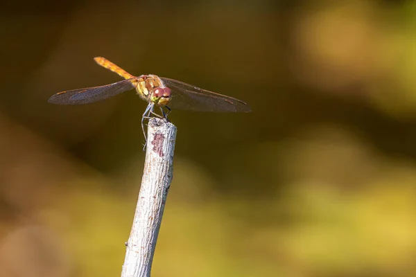 Libelle Sitzt Auf Einem Stock Großaufnahme Makro — Stockfoto