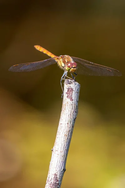 Libélula Empoleirada Pau Close Macro — Fotografia de Stock