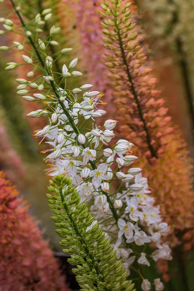 Yaz Cloaeup Makrosunda Güzel Çiçekler — Stok fotoğraf