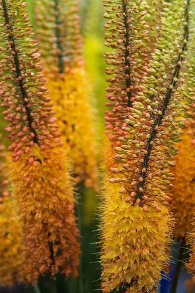 Bellissimi Fiori Estate Cloaeup Macro — Foto Stock