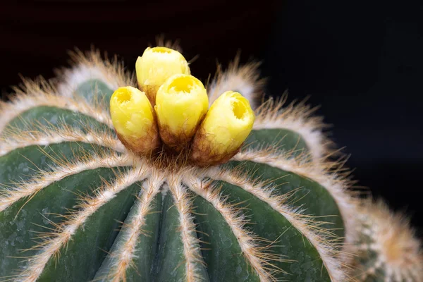 Hermoso Cactus Flor Con Una Flor Amarilla —  Fotos de Stock