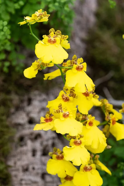 Una Bella Orchidea Gialla Piena Fioritura — Foto Stock