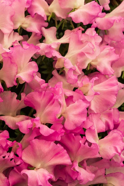 Hermoso Fondo Guisante Dulce Plena Floración —  Fotos de Stock