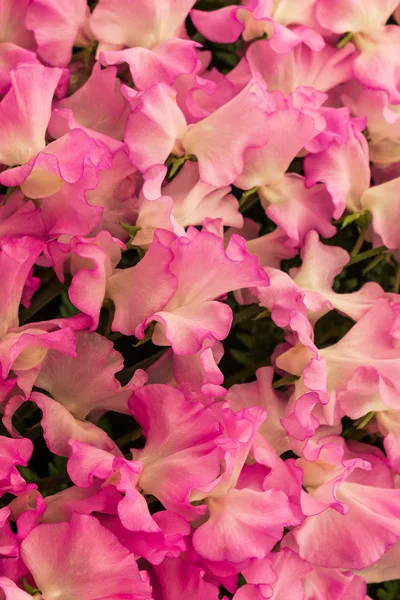 Een Mooie Achtergrond Van Sweet Pea Volle Bloei — Stockfoto