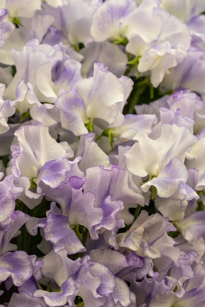 Hermoso Fondo Guisante Dulce Plena Floración — Foto de Stock