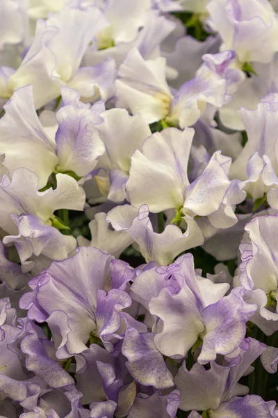 Een Mooie Achtergrond Van Sweet Pea Volle Bloei — Stockfoto