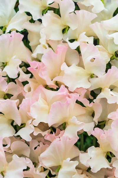 Ein Schöner Hintergrund Von Erbsen Voller Blüte — Stockfoto