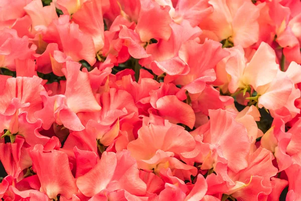 Красивый Фон Сладкого Горошка Полном Расцвете — стоковое фото