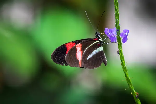 Briefträger Schmetterling Aus Nächster Nähe Auf Einer Blume — Stockfoto