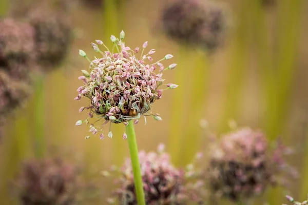 Allium Sativum Var Ophioscorodon Flor Cheia — Fotografia de Stock