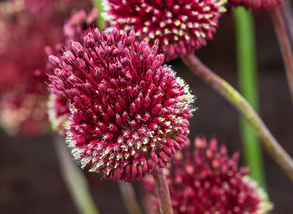 Allium Mohican Red Pełnej Kwiatów Close_Up — Zdjęcie stockowe