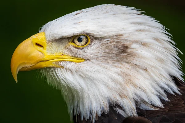 Vithövdad Havsörn Haliaeetus Leucocephalus Närbild Huvud Skott — Stockfoto