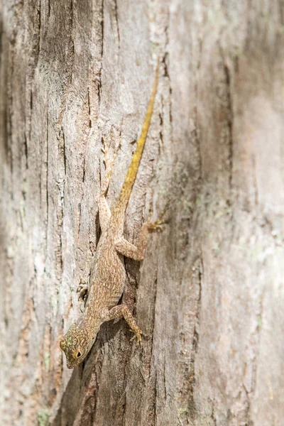 Gecko Nas Ilhas Caribenhas República Dominicana — Fotografia de Stock