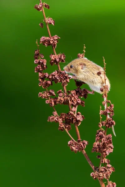 Sklizeň Myši Micromys Minutus Zblízka — Stock fotografie