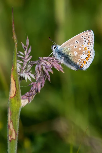Společné Modrý Motýl Trávě Zblízka — Stock fotografie