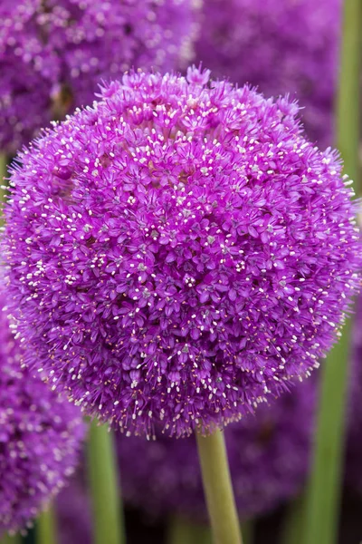 Allium Giganteum Pełnej Kwiatów — Zdjęcie stockowe