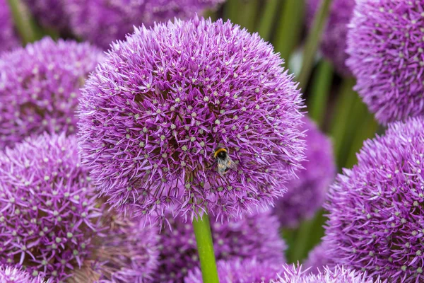 Allium Flor Completa — Foto de Stock