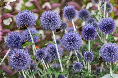 Echinops ritro in full flower close_up clipart