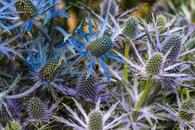 Eryngium zabelii büyük mavi tam çiçek close_up