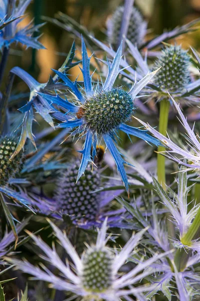 Eryngium Zabelii Büyük Mavi Tam Çiçek Close_Up — Stok fotoğraf