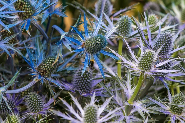 Eryngium Zabelii Büyük Mavi Tam Çiçek Close_Up — Stok fotoğraf