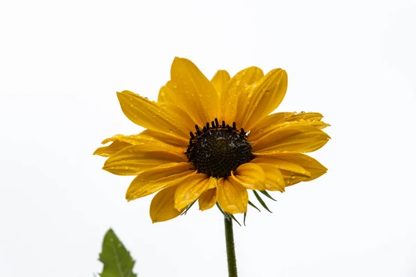 Slunečnice Dešťové Kapky Květu — Stock fotografie