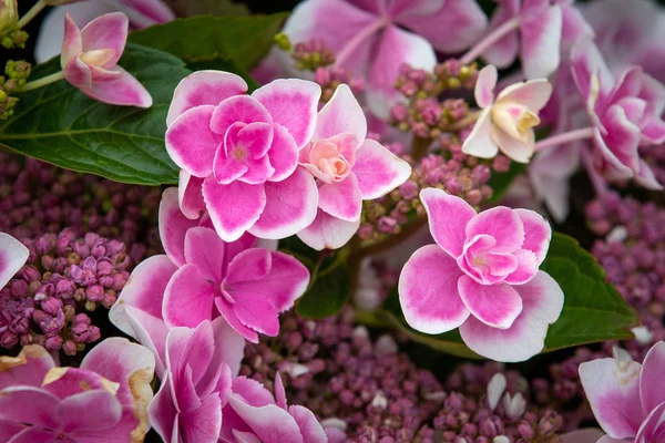 Hydrangea Stargazer Flor Completa Close —  Fotos de Stock