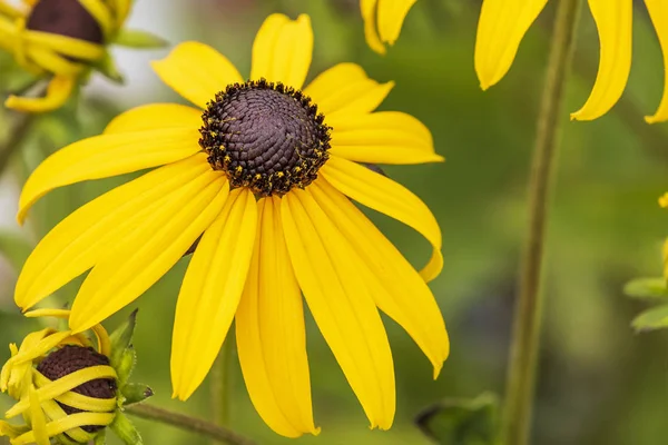 Rudebeckia Goldsturm Plném Květu — Stock fotografie