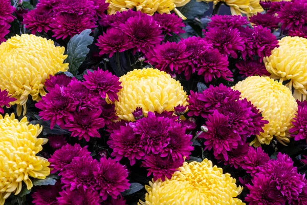 Chrysanthemum Full Flower Close — стоковое фото