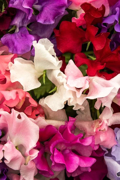 Luktärt Blandade Spencer Lathyrus Oderatus Full Blom — Stockfoto