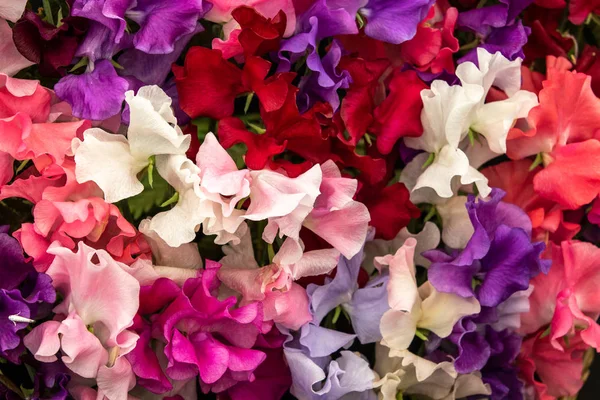 Sweet Pea Gemengde Spencer Lathyrus Oderatus Volledige Bloei — Stockfoto