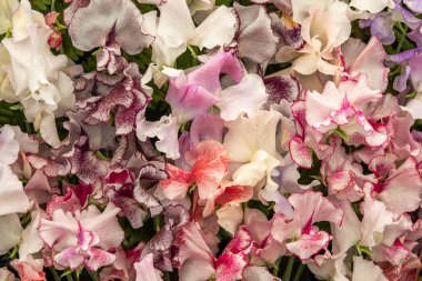 tatlı peaharlequin (Lathyrus oderatus) tam çiçek