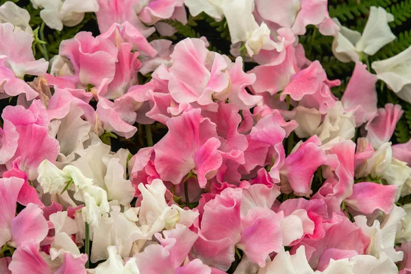 Sweet Pea Banty Lucy Hawthorne Lathyrus Oderatus Plném Květu — Stock fotografie