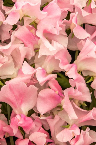 Sweet Pea Mrs Bernard Jones Lathyrus Oderatus Full Flower — стоковое фото