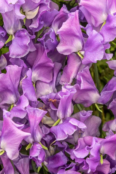 Dulce Guisante Nuestro Harry Lathyrus Oderatus Flor Completa — Foto de Stock