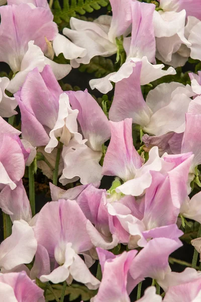 Ervilha Doce Charlie Bear Lathyrus Oderatus Flor Cheia — Fotografia de Stock