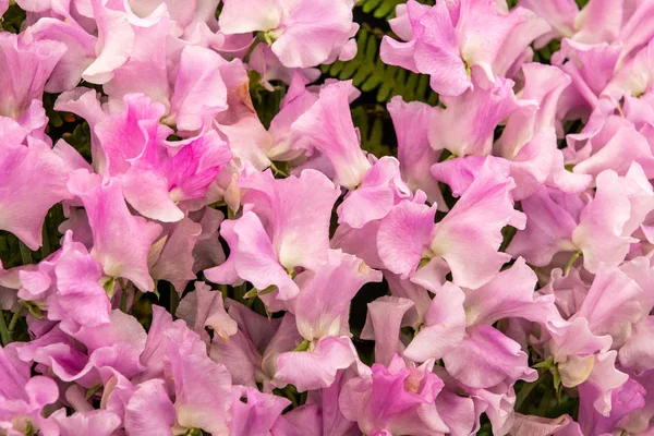 Tatlı Bezelyem Dumanlı Lathyrus Oderatus Tam Çiçek — Stok fotoğraf