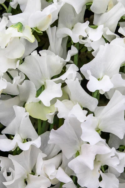 Luktärt Cathy Wright Lathyrus Oderatus Full Blom — Stockfoto