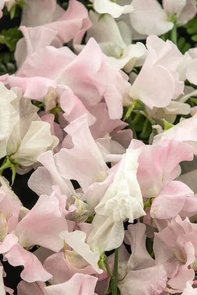 Groszek Tracy Ann Patricia Marily Lathyrus Oderatus Pełnej Kwiatów — Zdjęcie stockowe