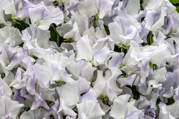 完全な花のスイートピー ドットコム スイートピー Oderatus — ストック写真